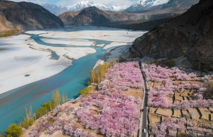 apricot blossom hussainabad1 min 700x450